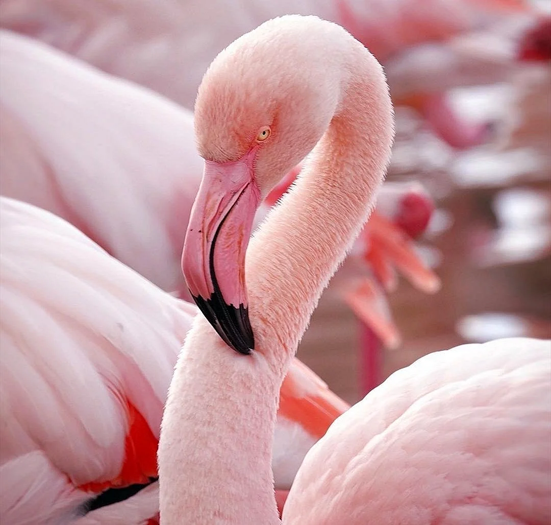 Фламинго дракапле