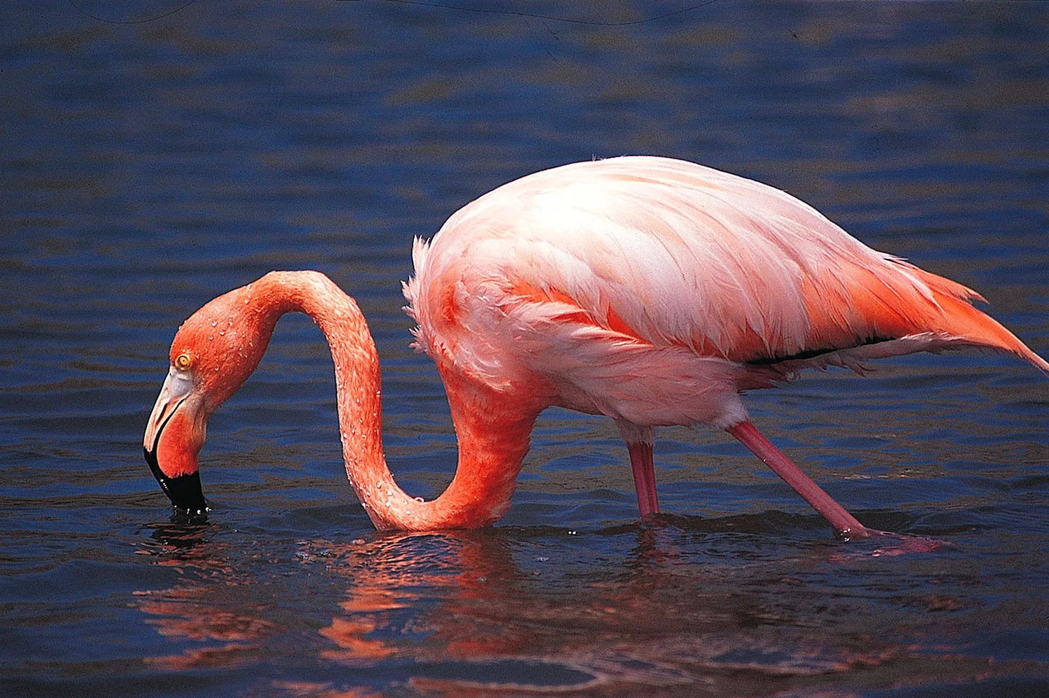 Фламинго Галапагосы