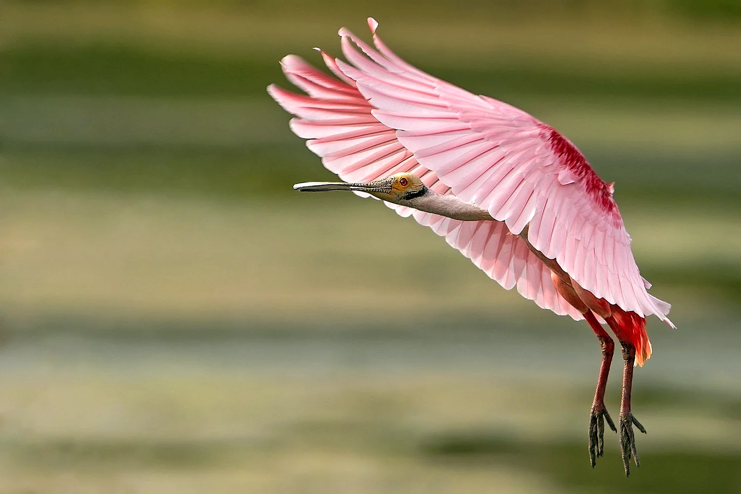 Фламинго Крылья