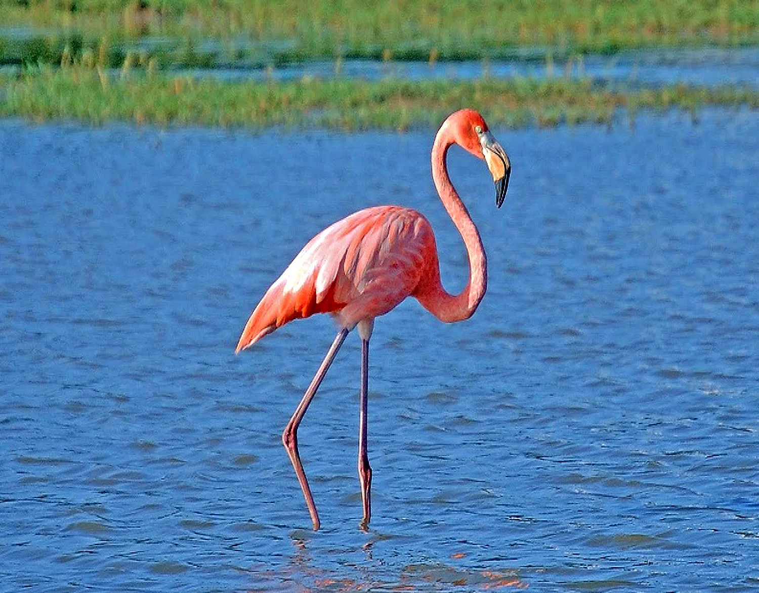 Фламинго обыкновенный розовый