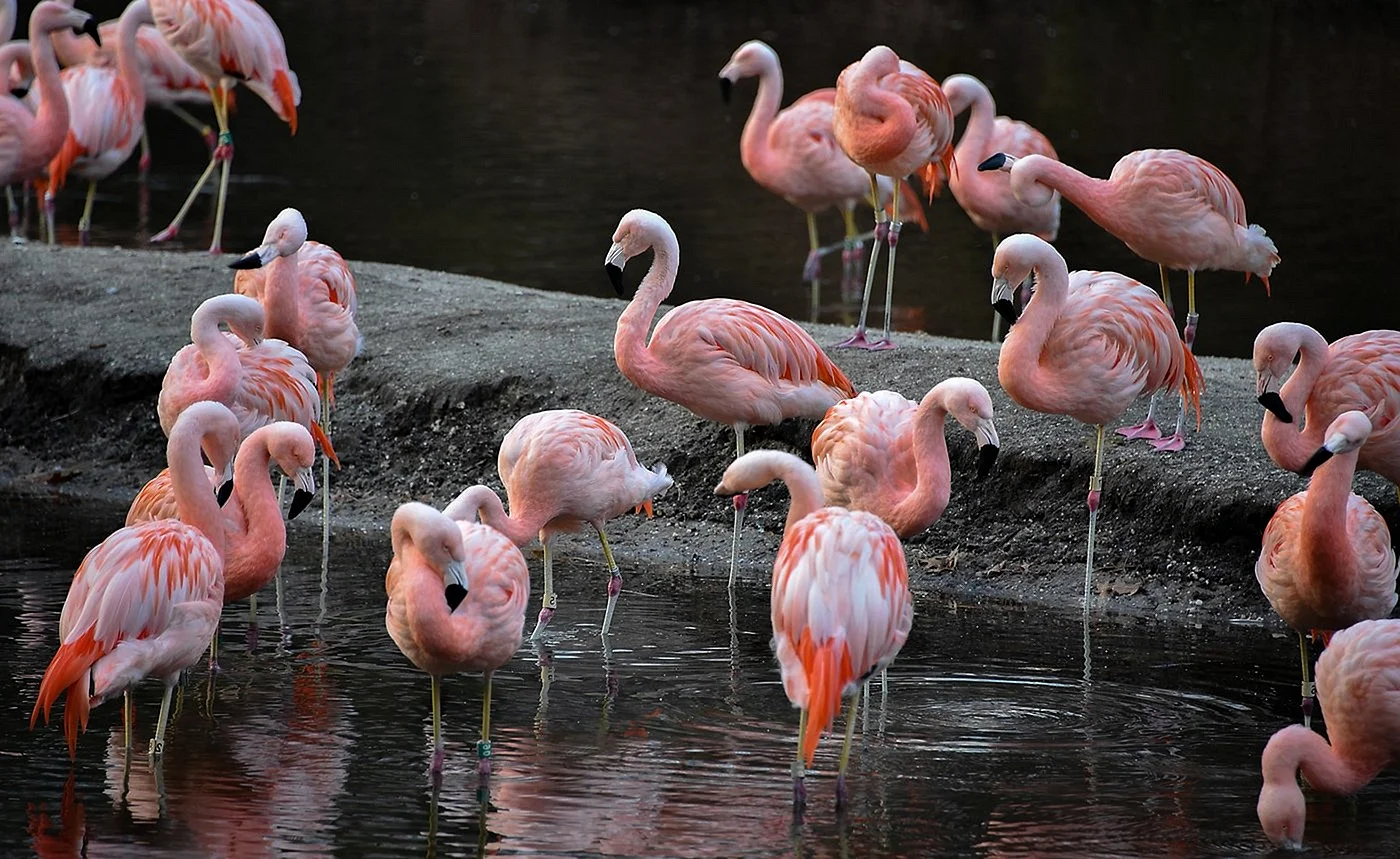 Фламинго в Испании