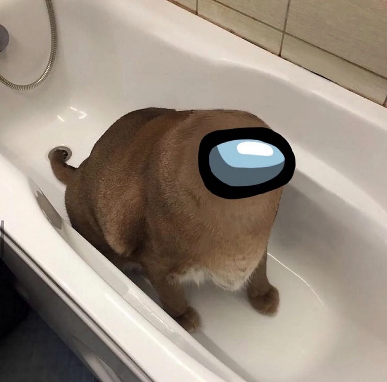 Флоппа в ванной