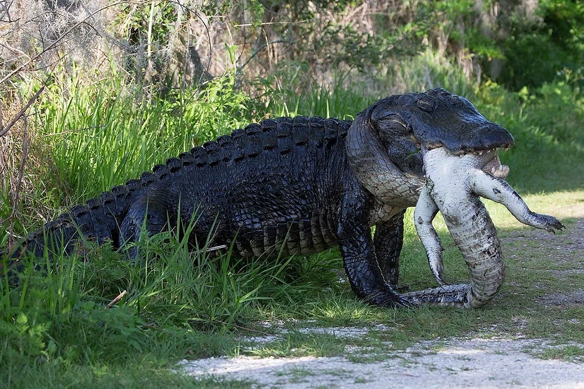 Флоридский Аллигатор