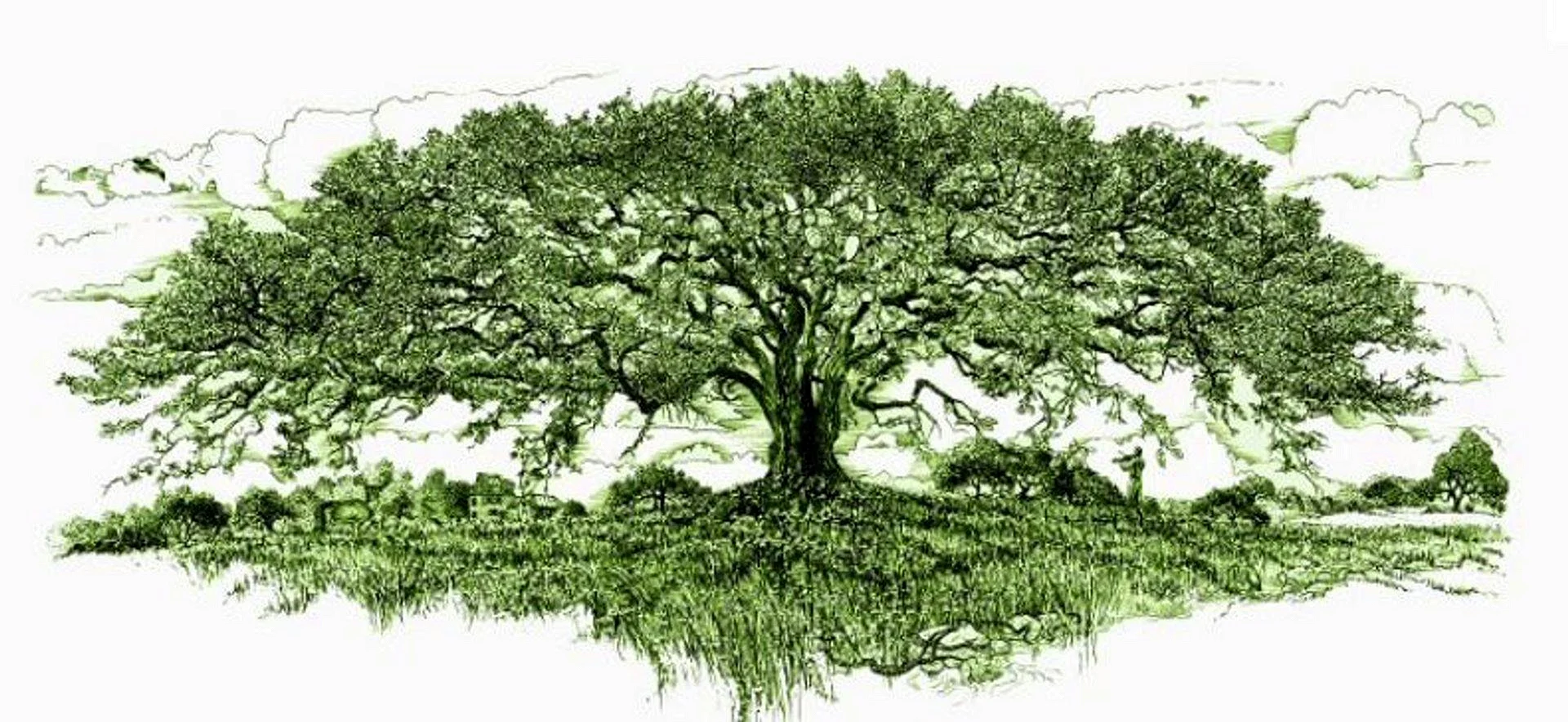 Фон для генеалогического дерева