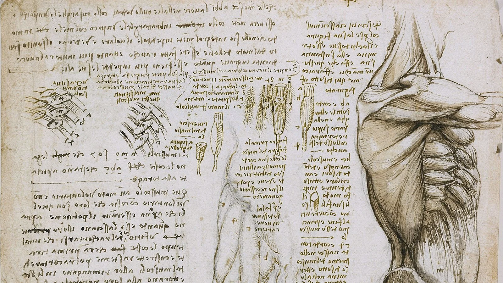 Фон Леонардо да Винчи анатомия