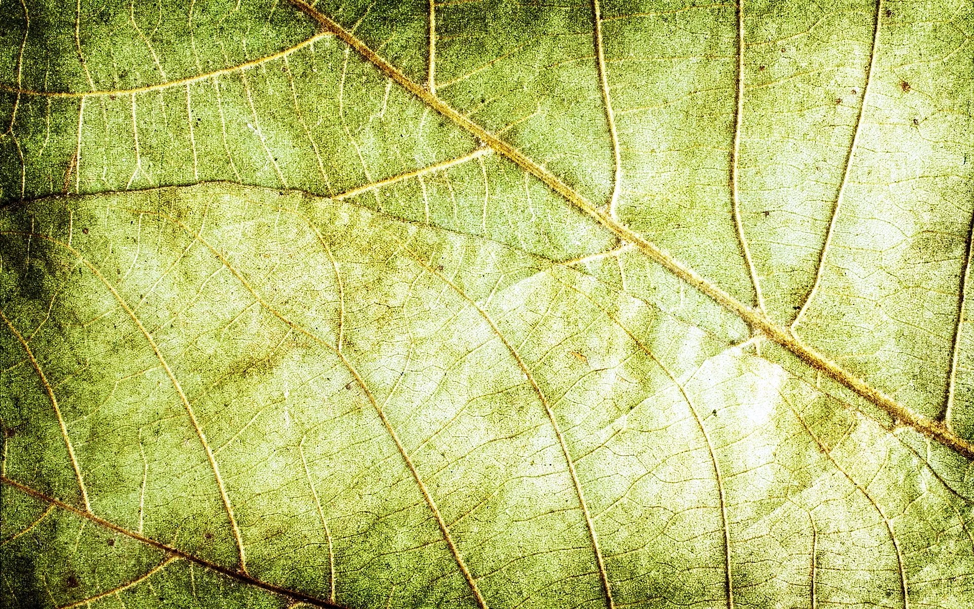 Фон листья