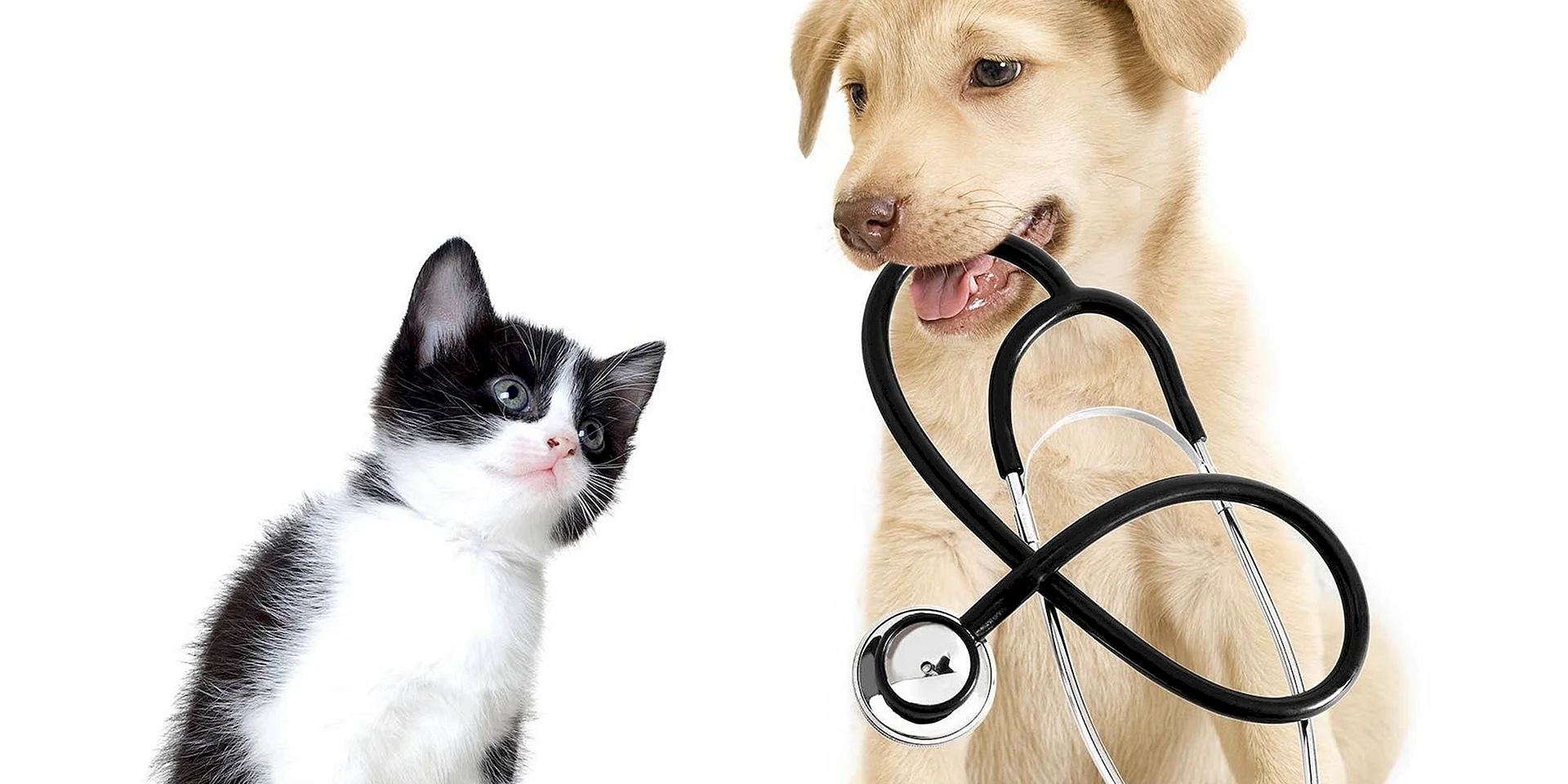 Фон с собаками Ветеринария