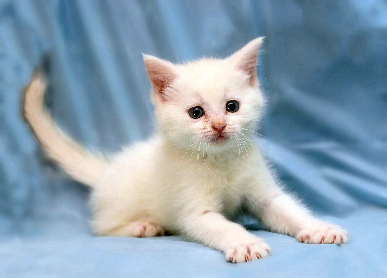 Фото беленьких котят