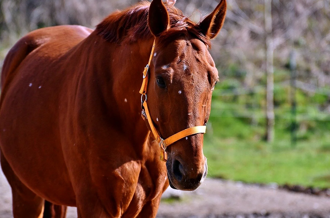Фото домашних лошадей