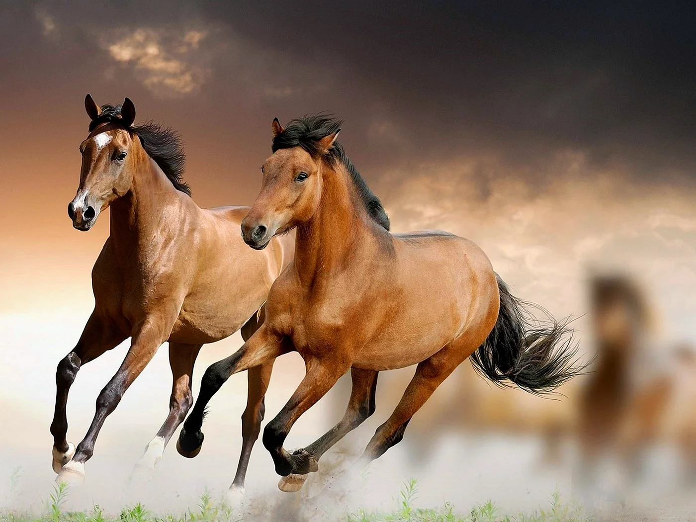 Фото лошадей из трех картин