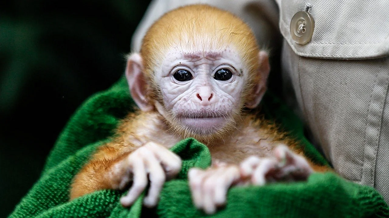 Фото маленьких обезьян