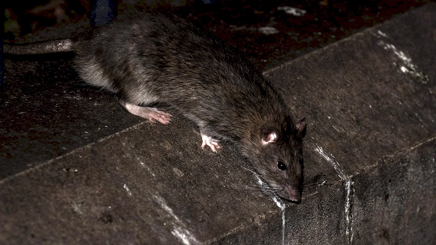 Фото с телефона ночью огромной крысы