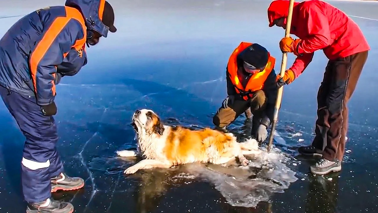 Фото собака спасает человека