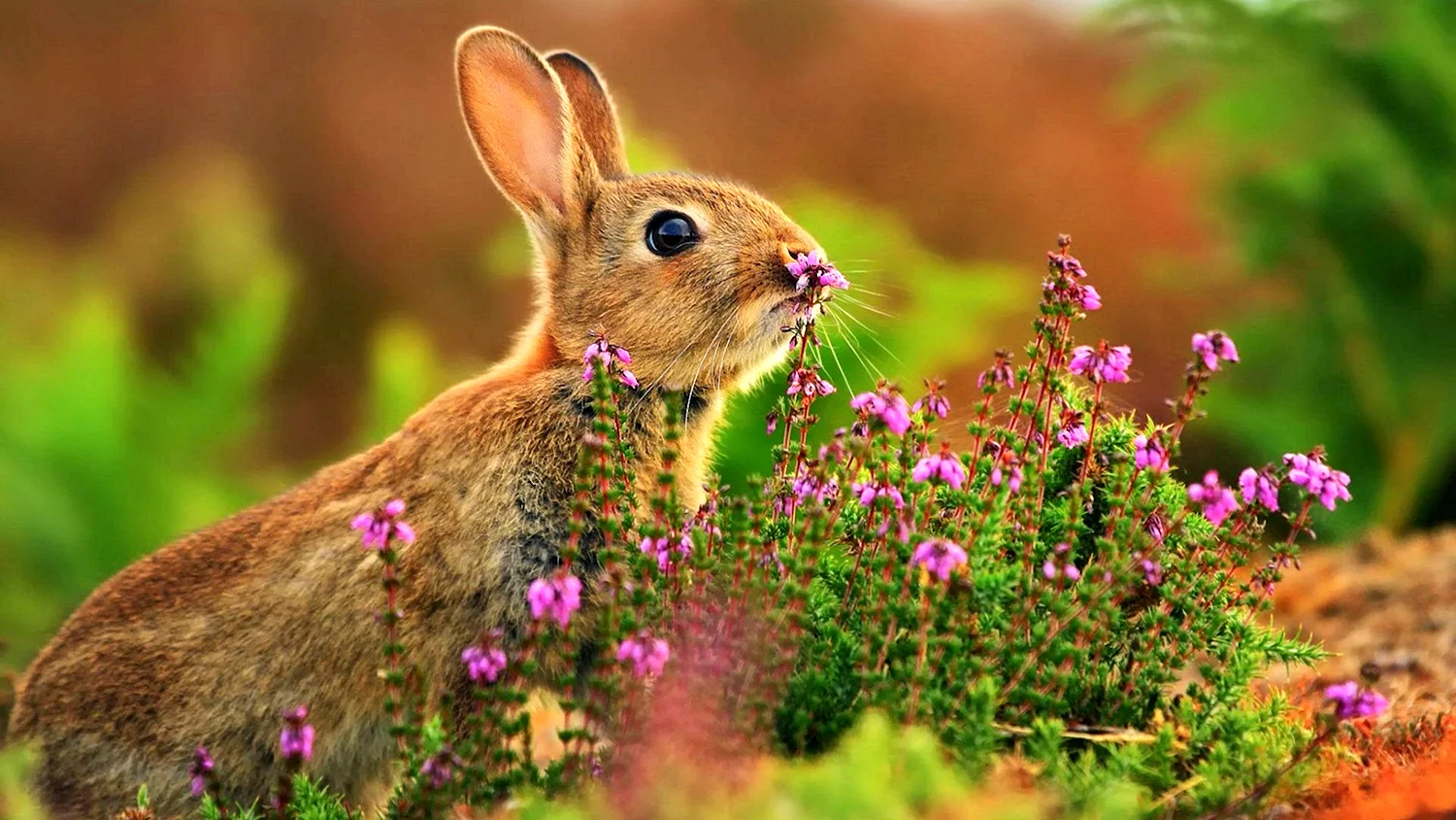 Фото заяц на малину