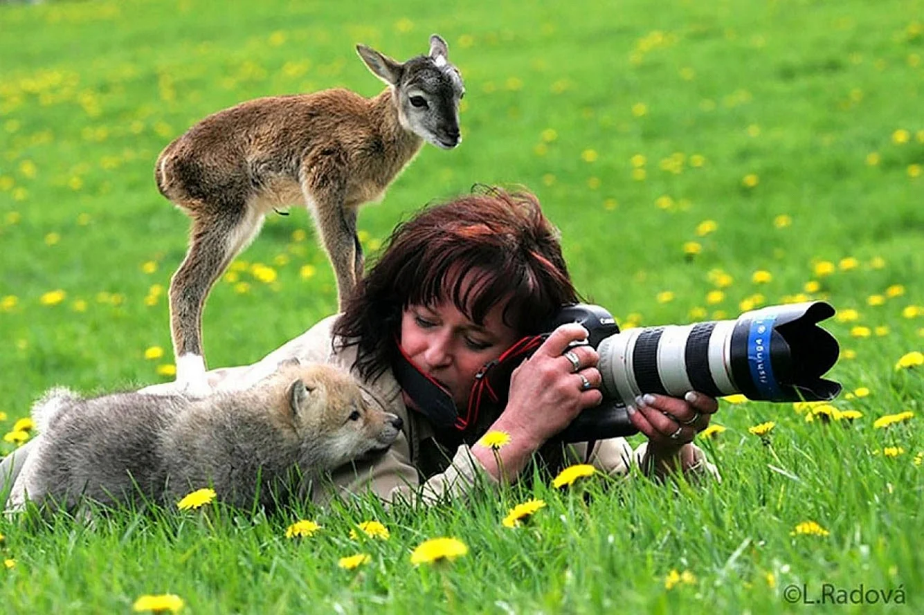 Фотограф и животные