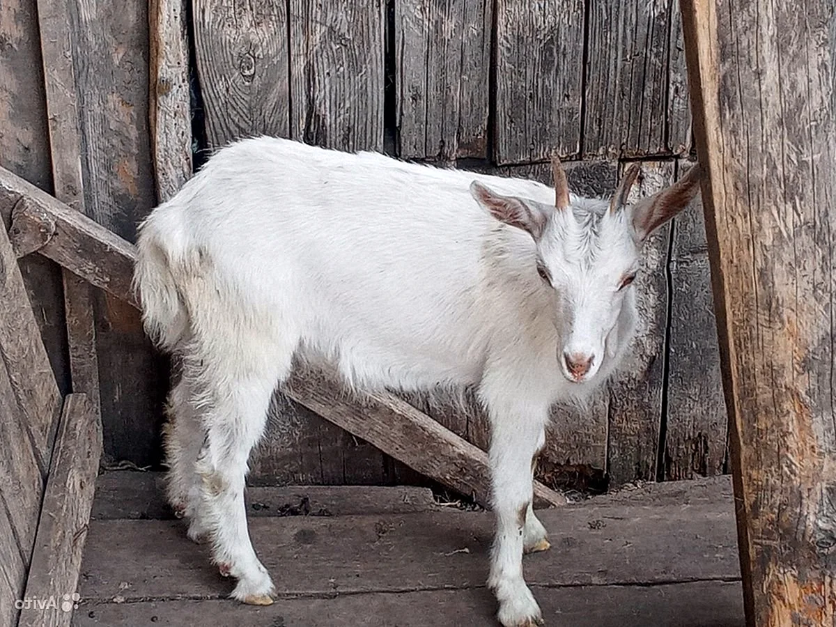 Фотографии реальных козлят в возрасте 2 месяцев белого окраса