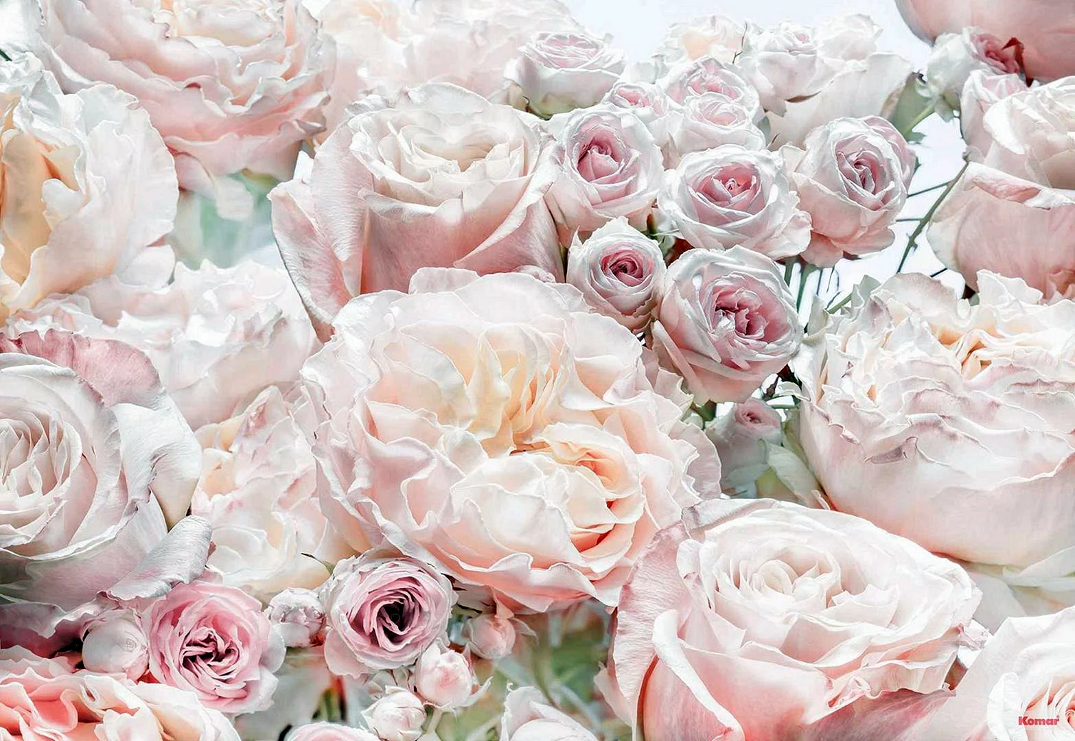 Фотообои Komar английские розы