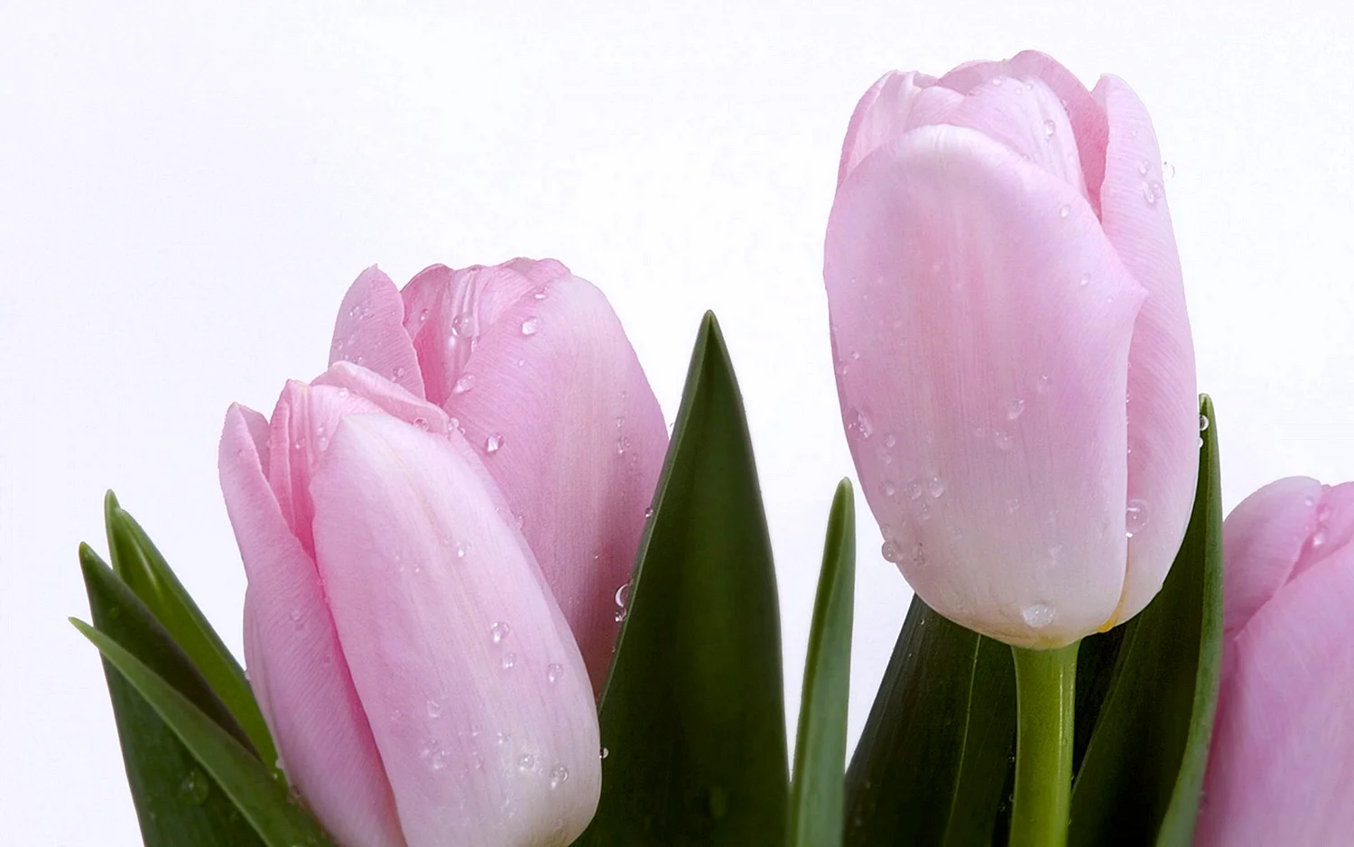 Фотообои с тюльпанами розово белые