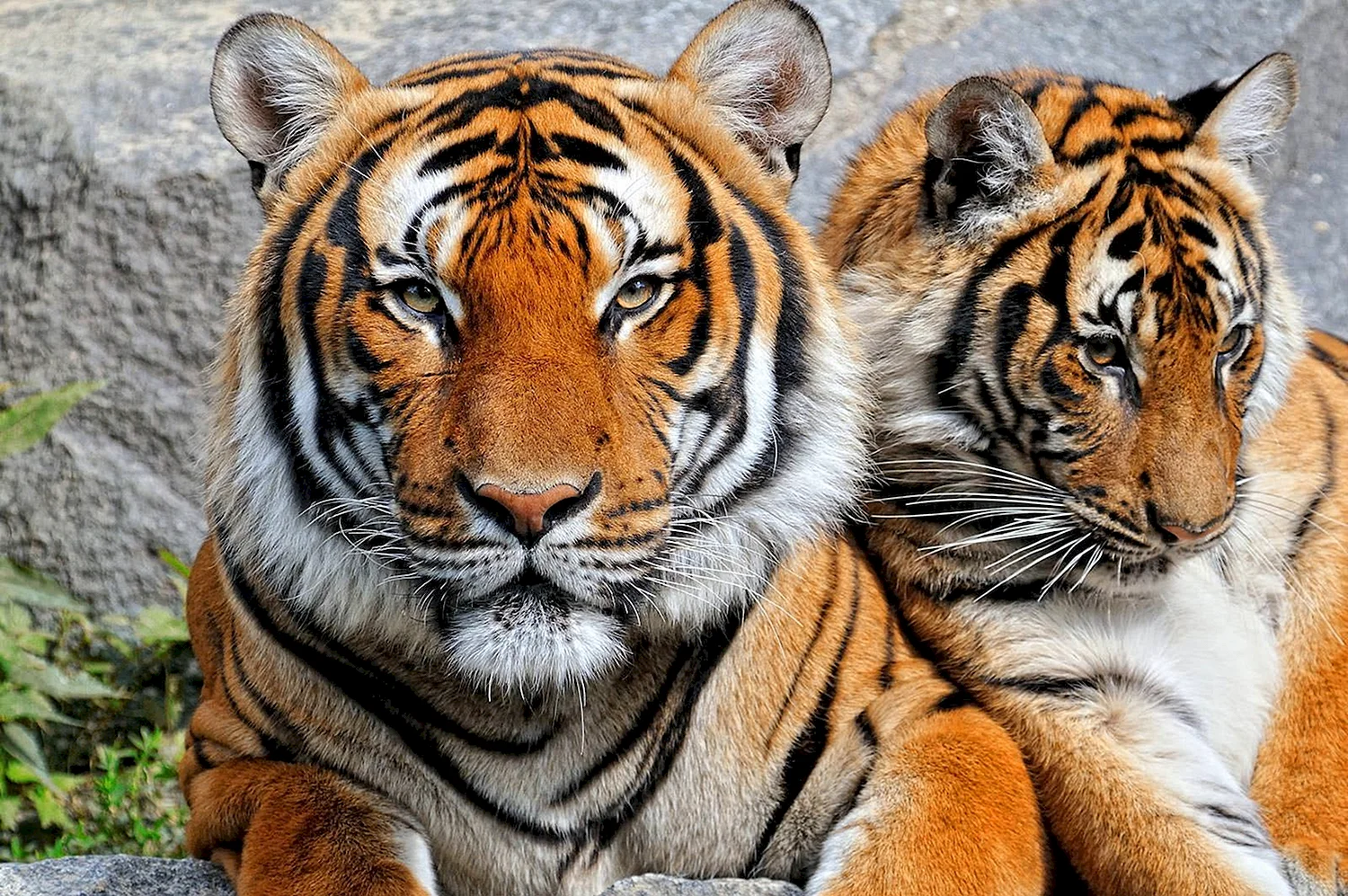 Фотопечать тигр