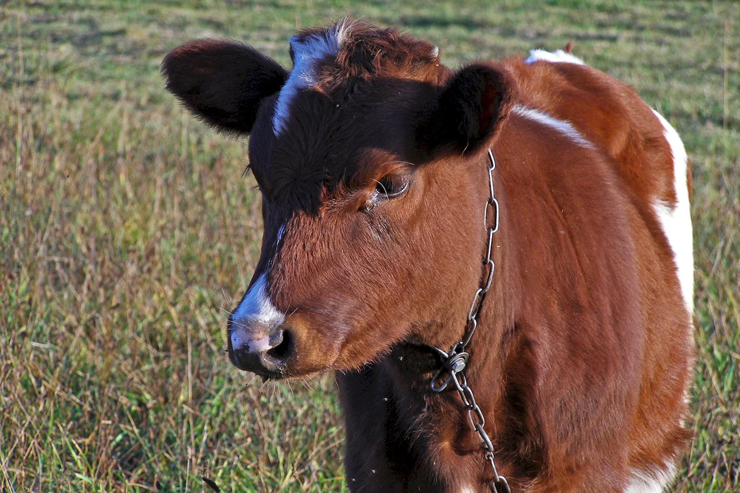 Фотопортреты Быков,коров телят