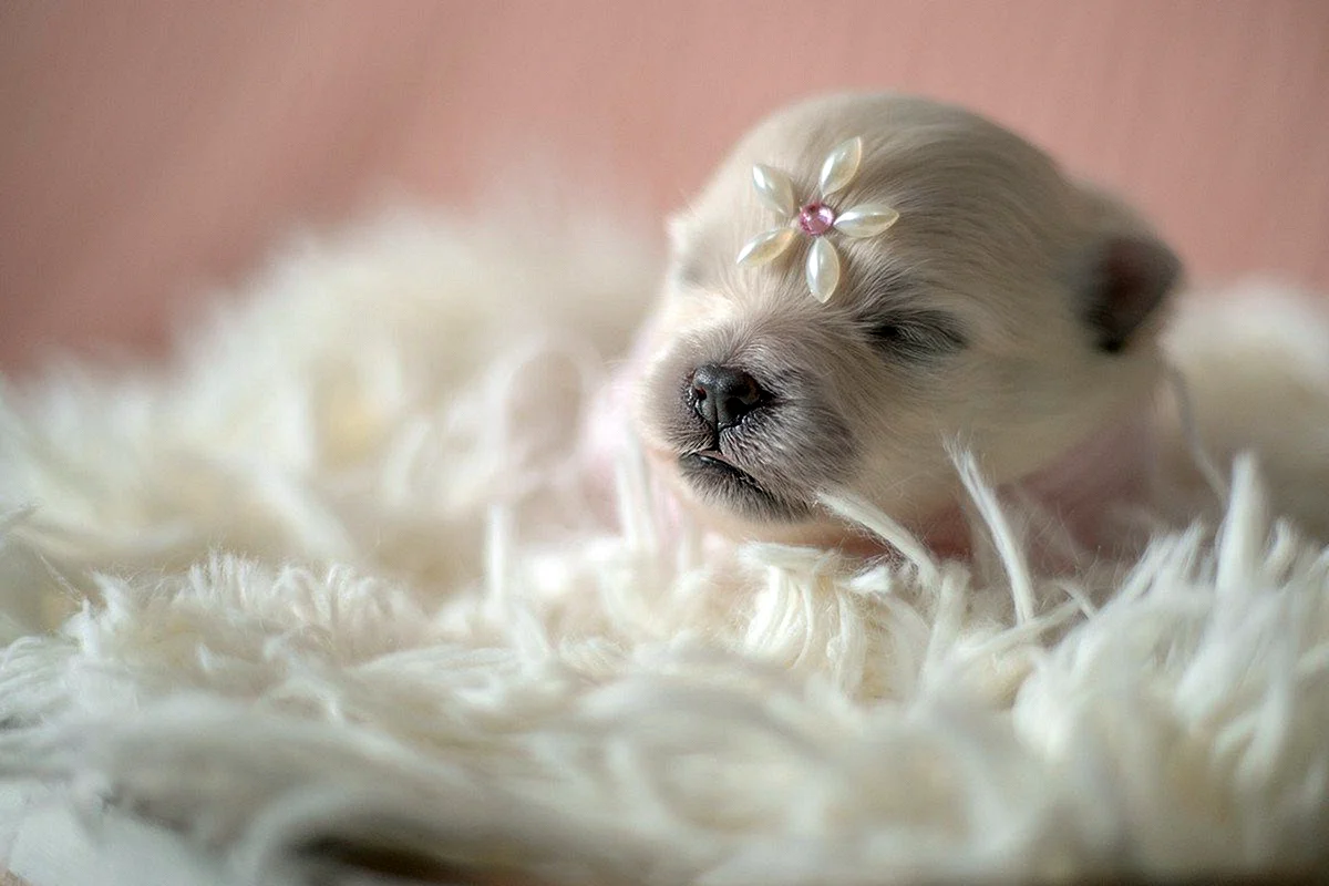 Фотосессия новорожденных щенков