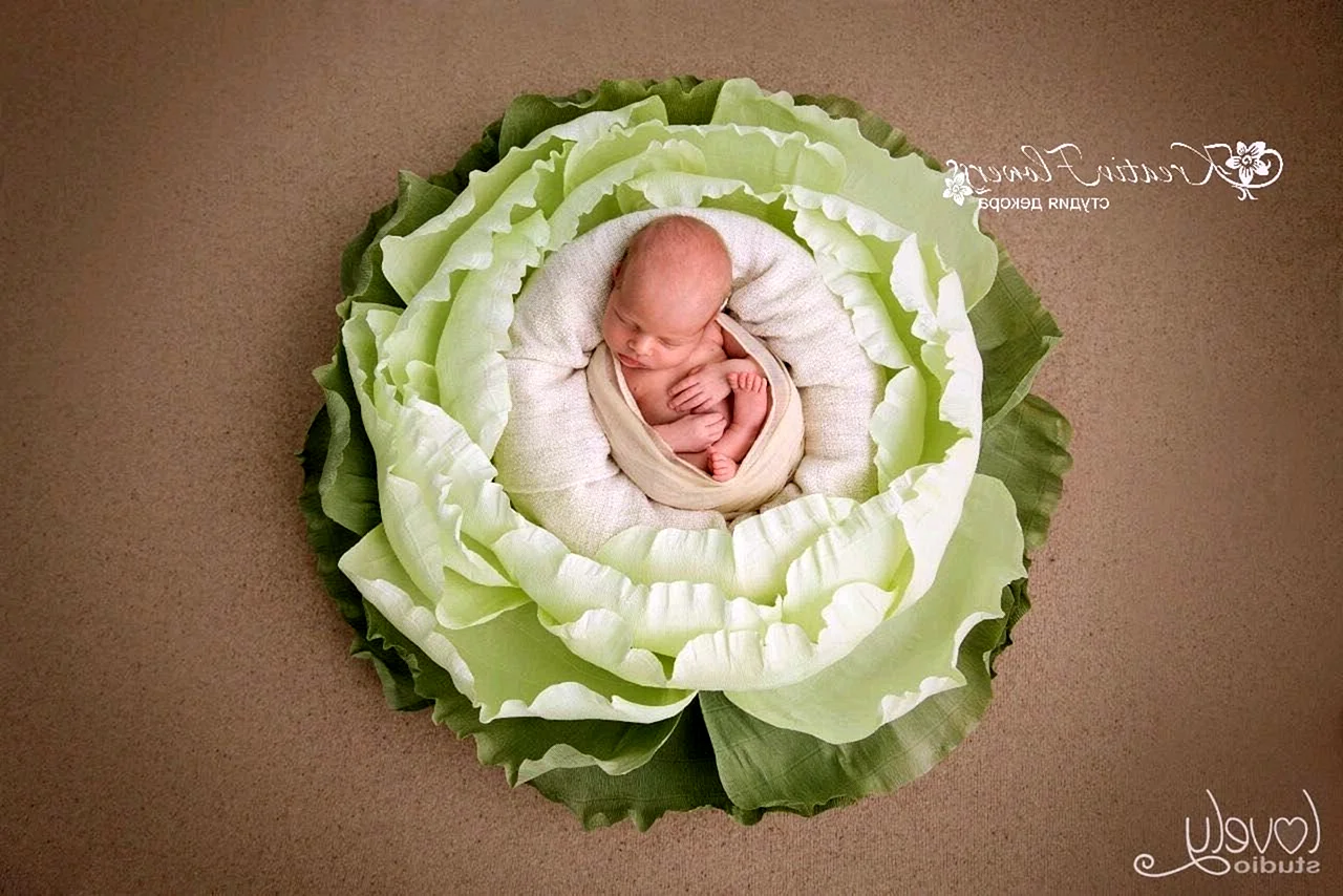 Фотосессия новорожденных в капусте