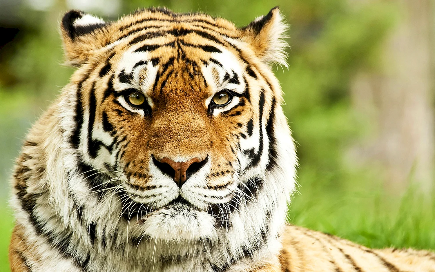 Фотошторы Сибирский тигр