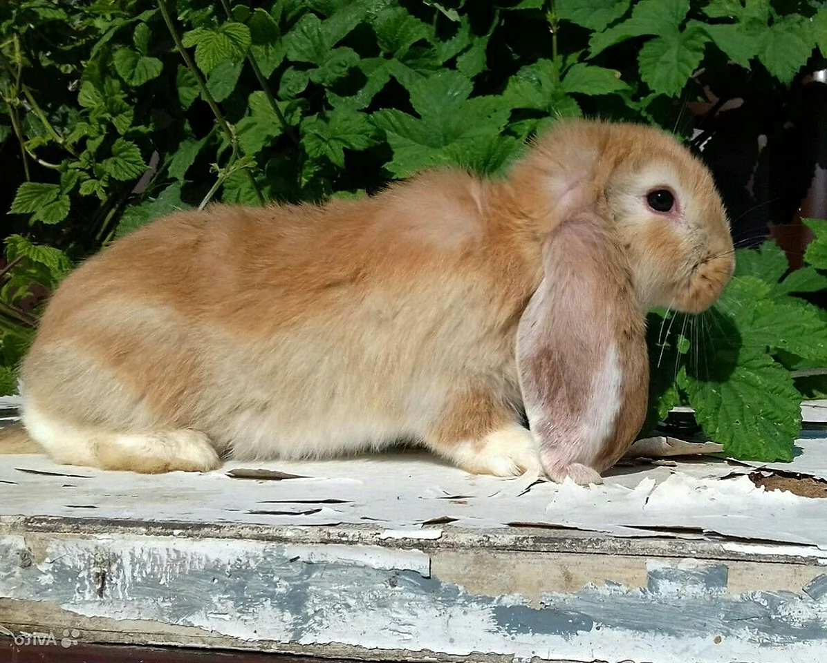 Французский баран кролик