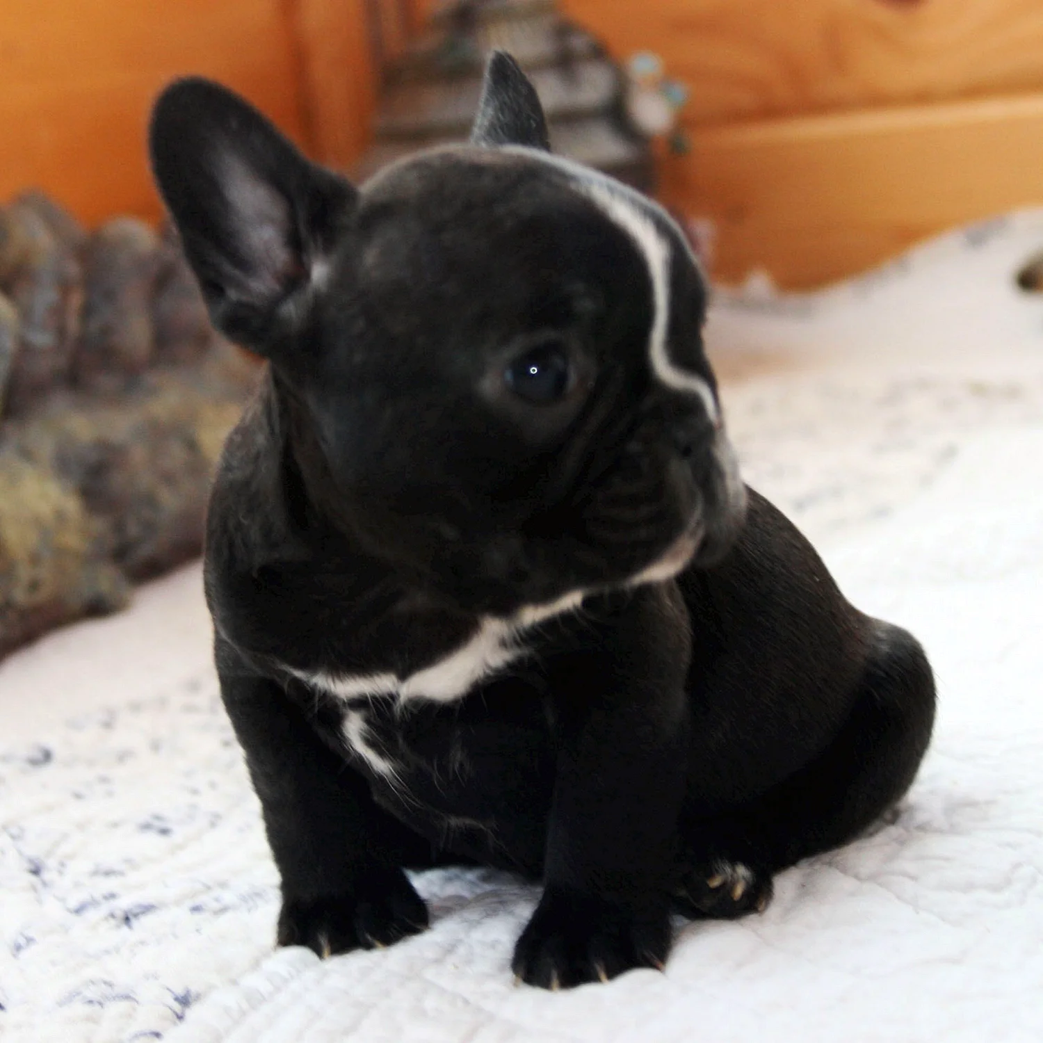 Французский бульдог черный щенок
