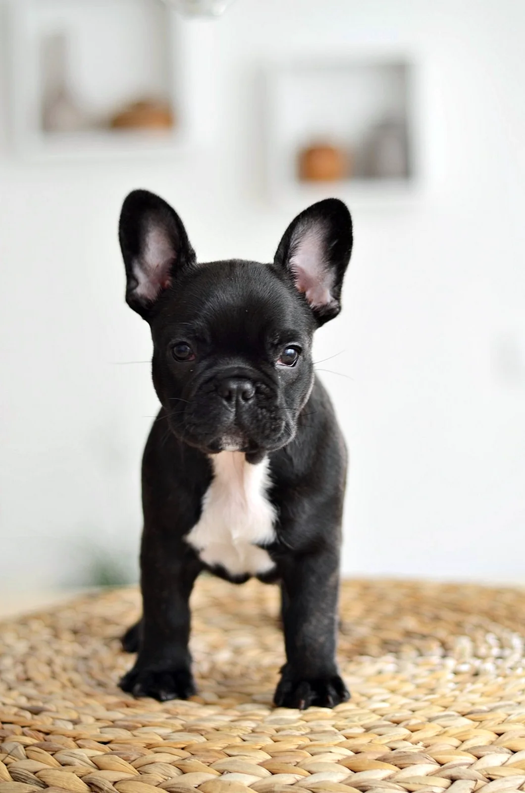 Французский бульдог черный щенок