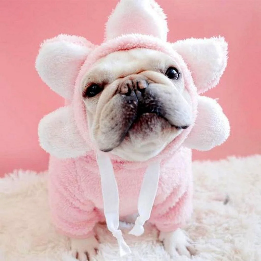 Французский бульдог щенок в одежде