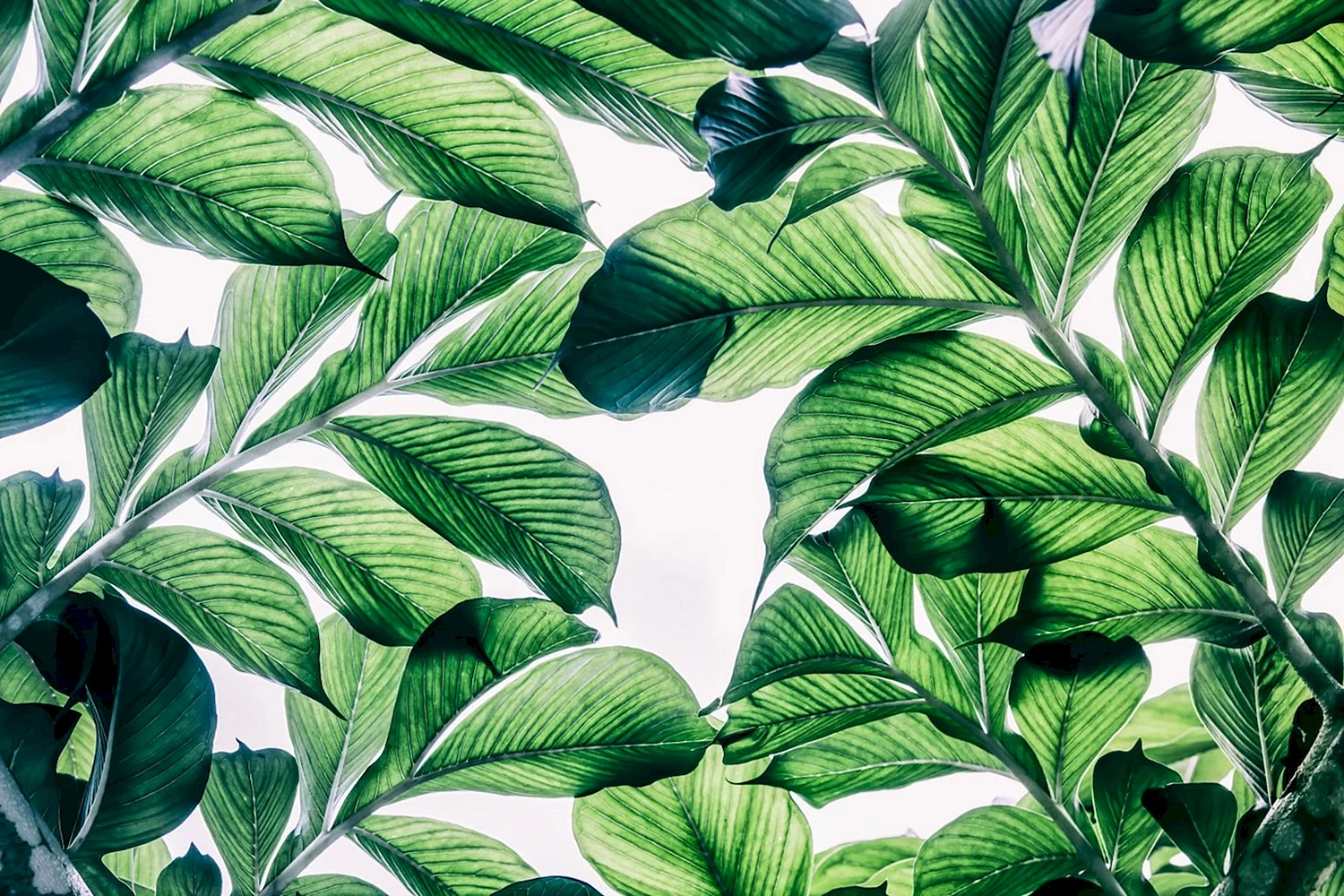 Фреска зеленые листья