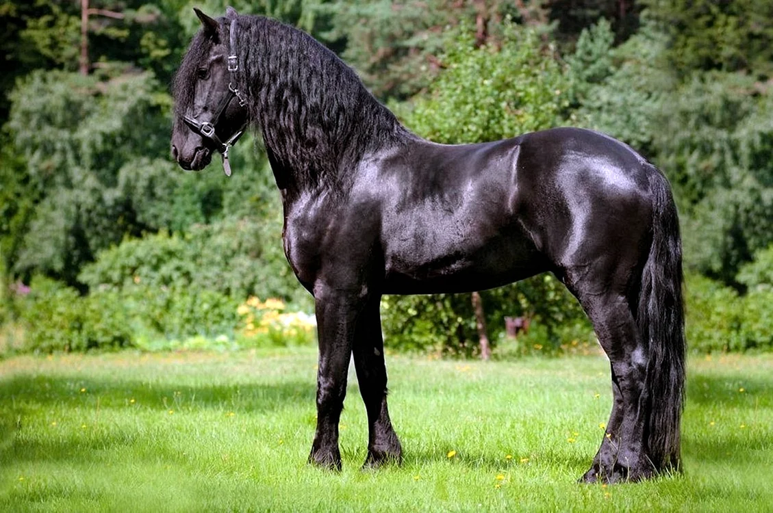 фотографии самых известных пород лошадей