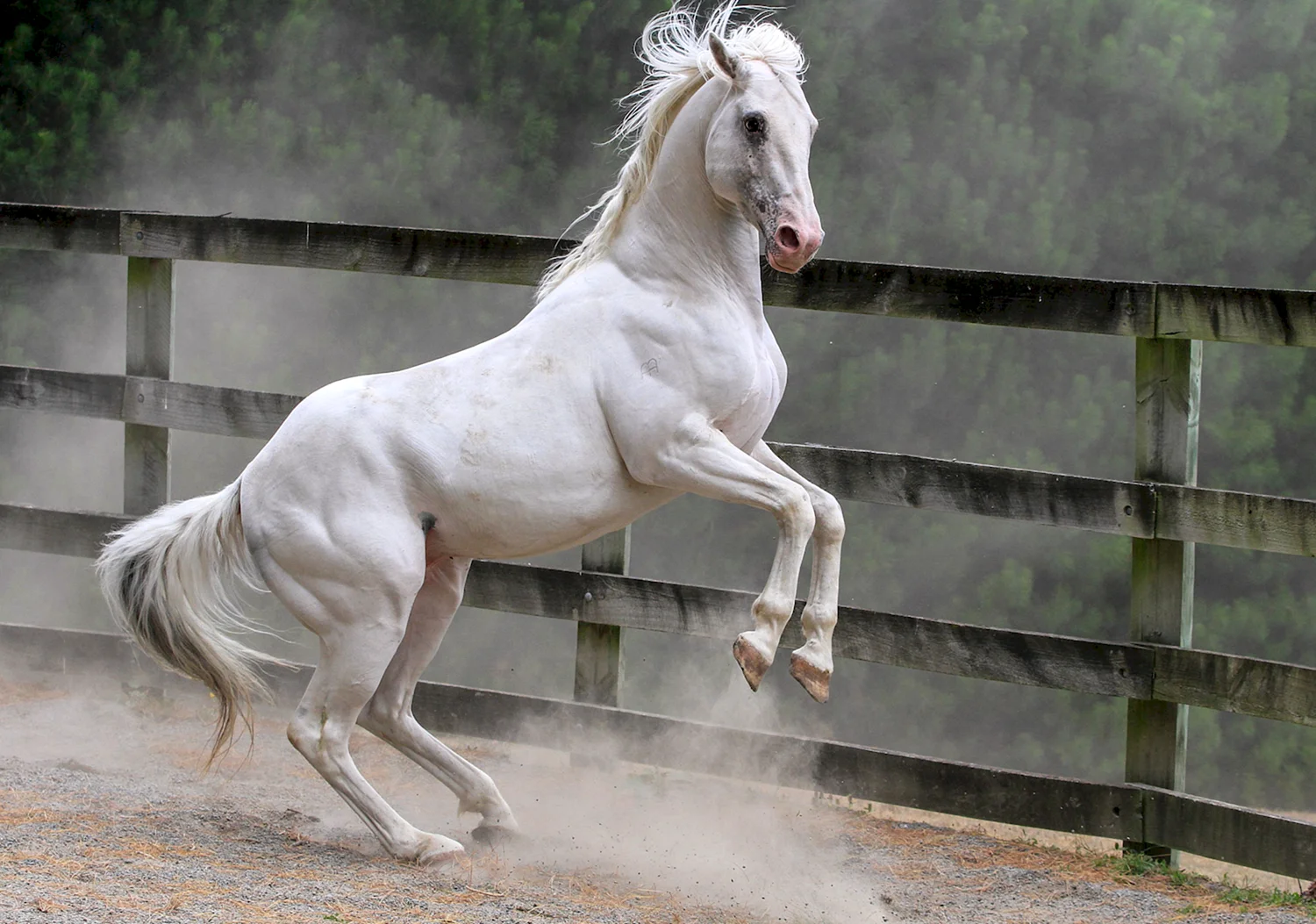 Фризская лошадь альбинос