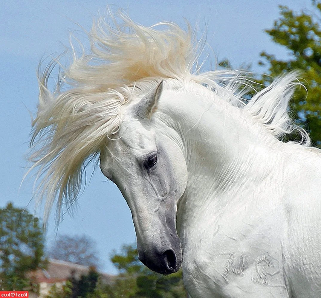 Фризская лошадь альбинос