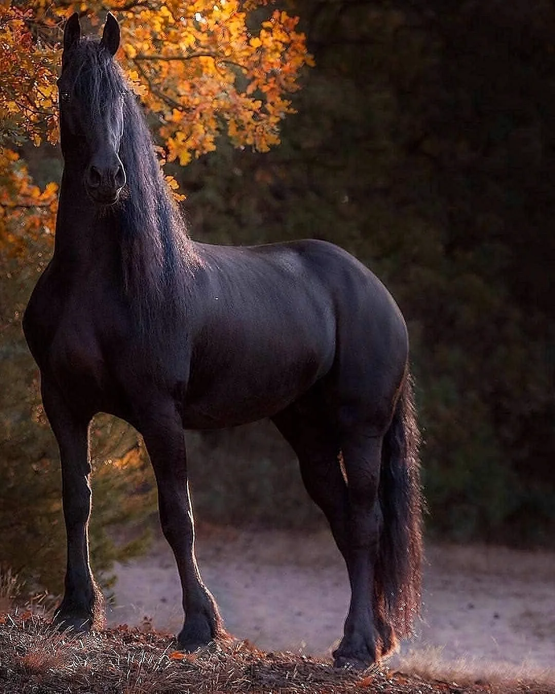 Фризская лошадь чубарой масти