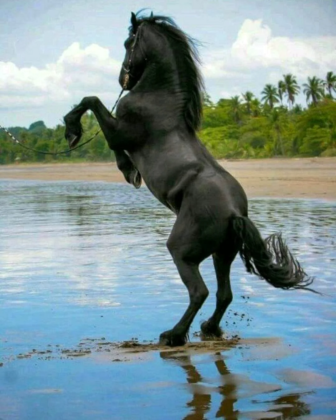 Фризская лошадь дыбы