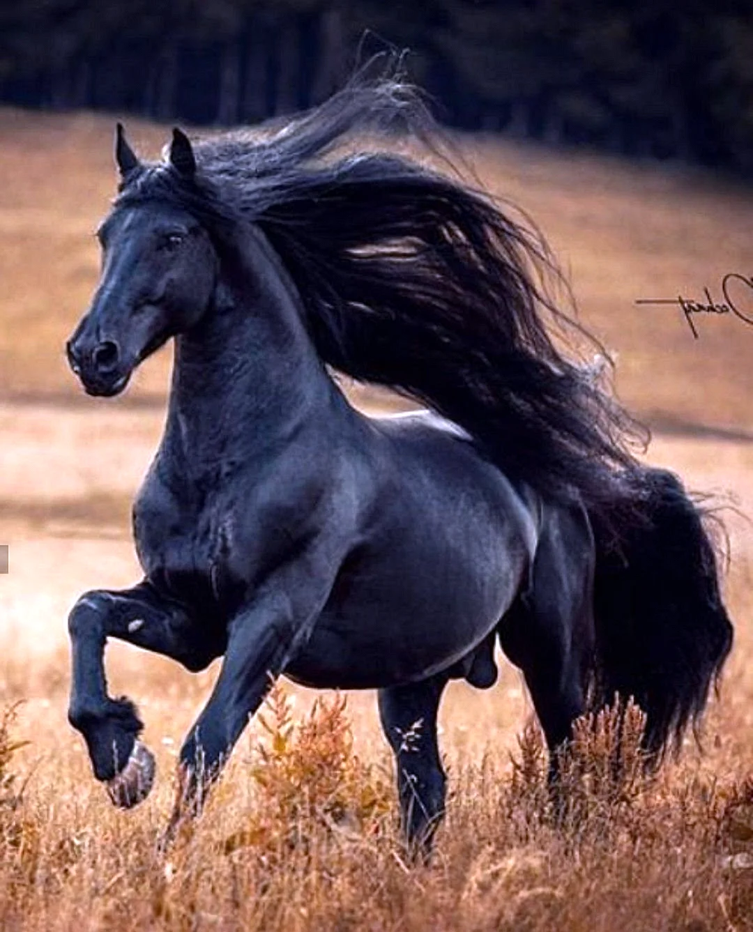 Фризская лошадь Королевская