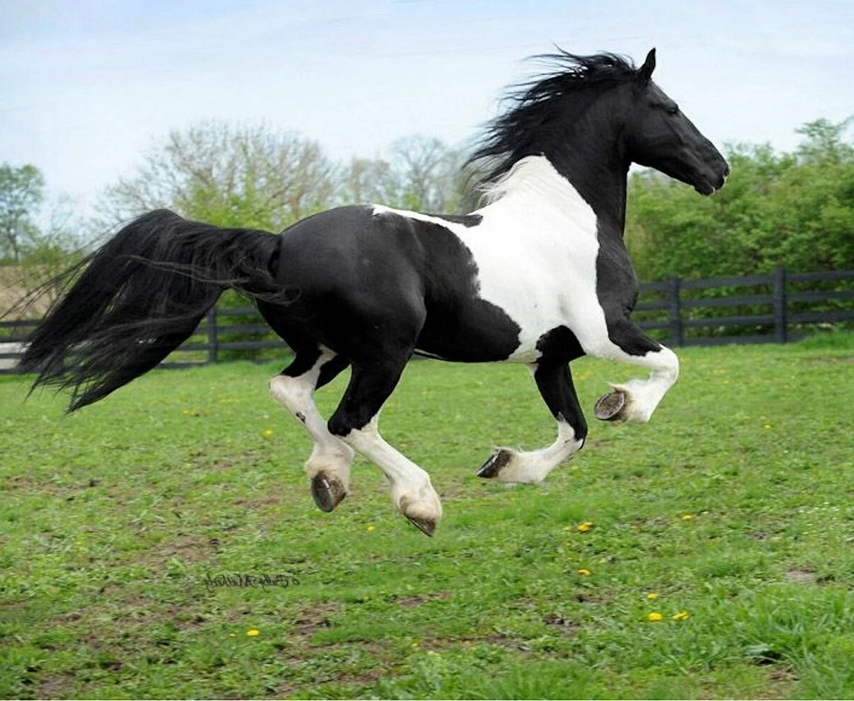 Фризская лошадь Пинто