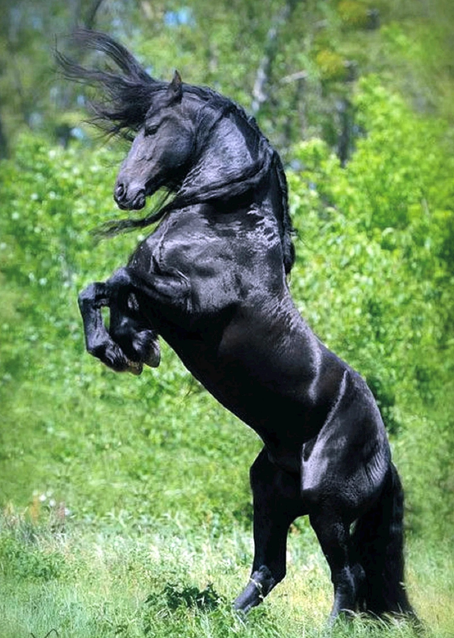 Фризская порода лошадей Вороная