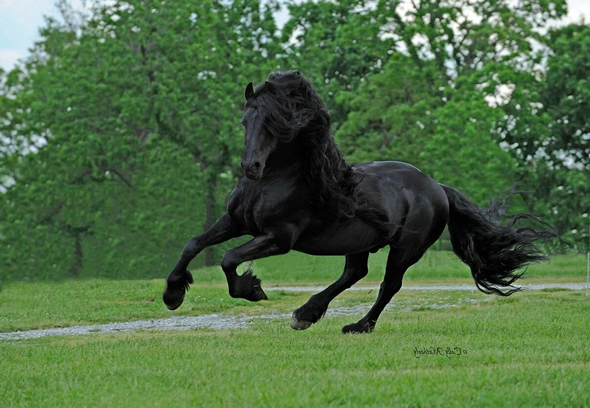 Фризский конь Фридрих Великий