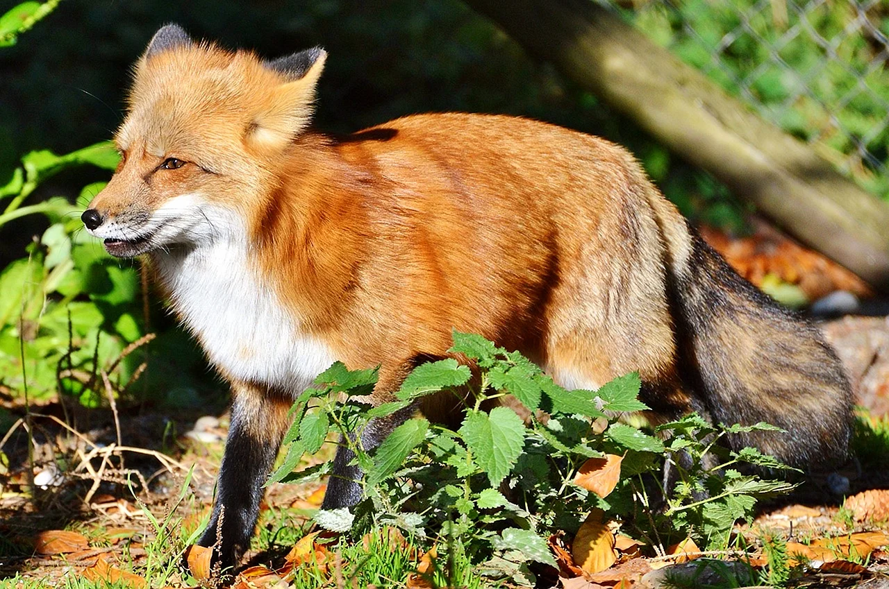 Fuchs лиса