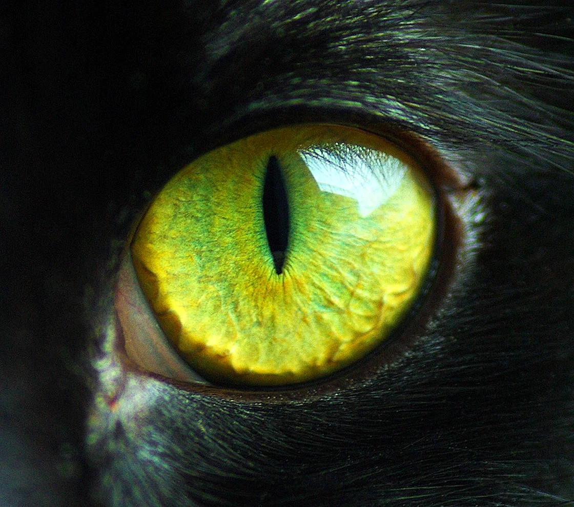 Галактика кошачий глаз