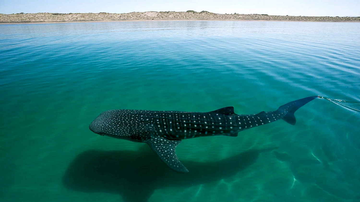 Галапагос китовая акула