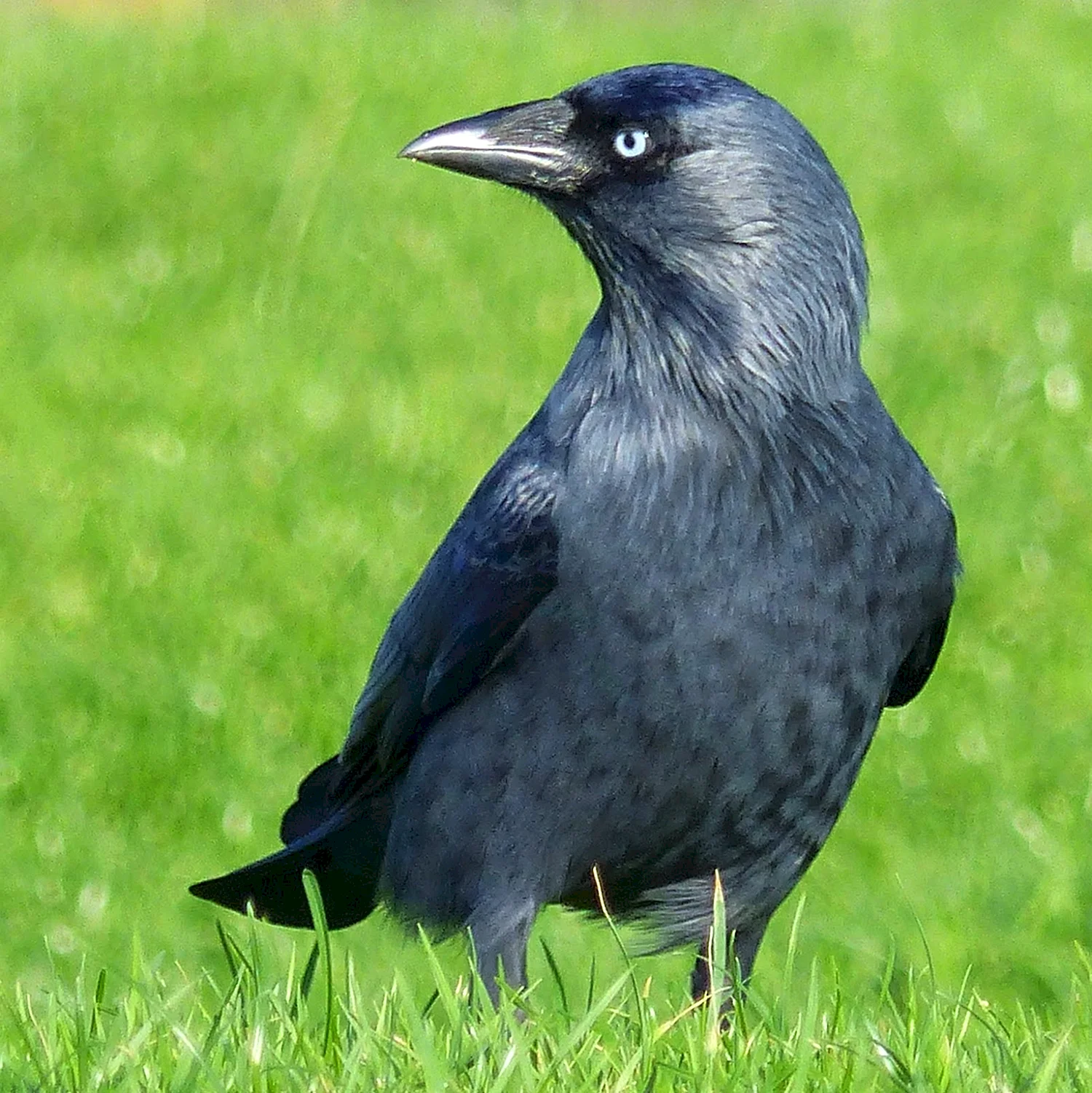 Галка обыкновенная ‒ Corvus monedula