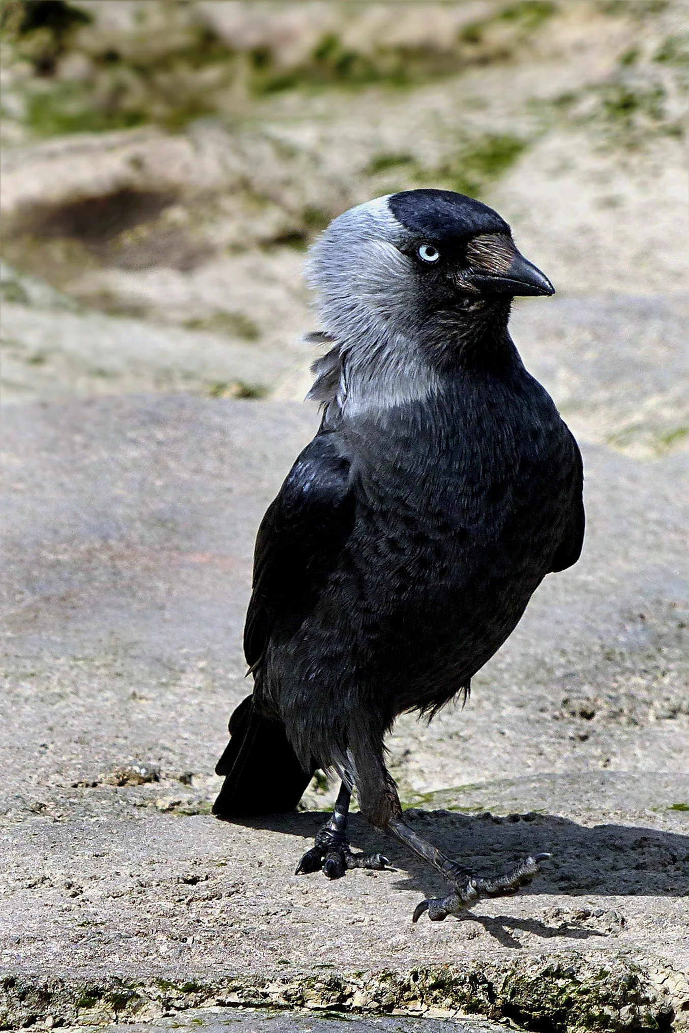 Галка обыкновенная ‒ Corvus monedula