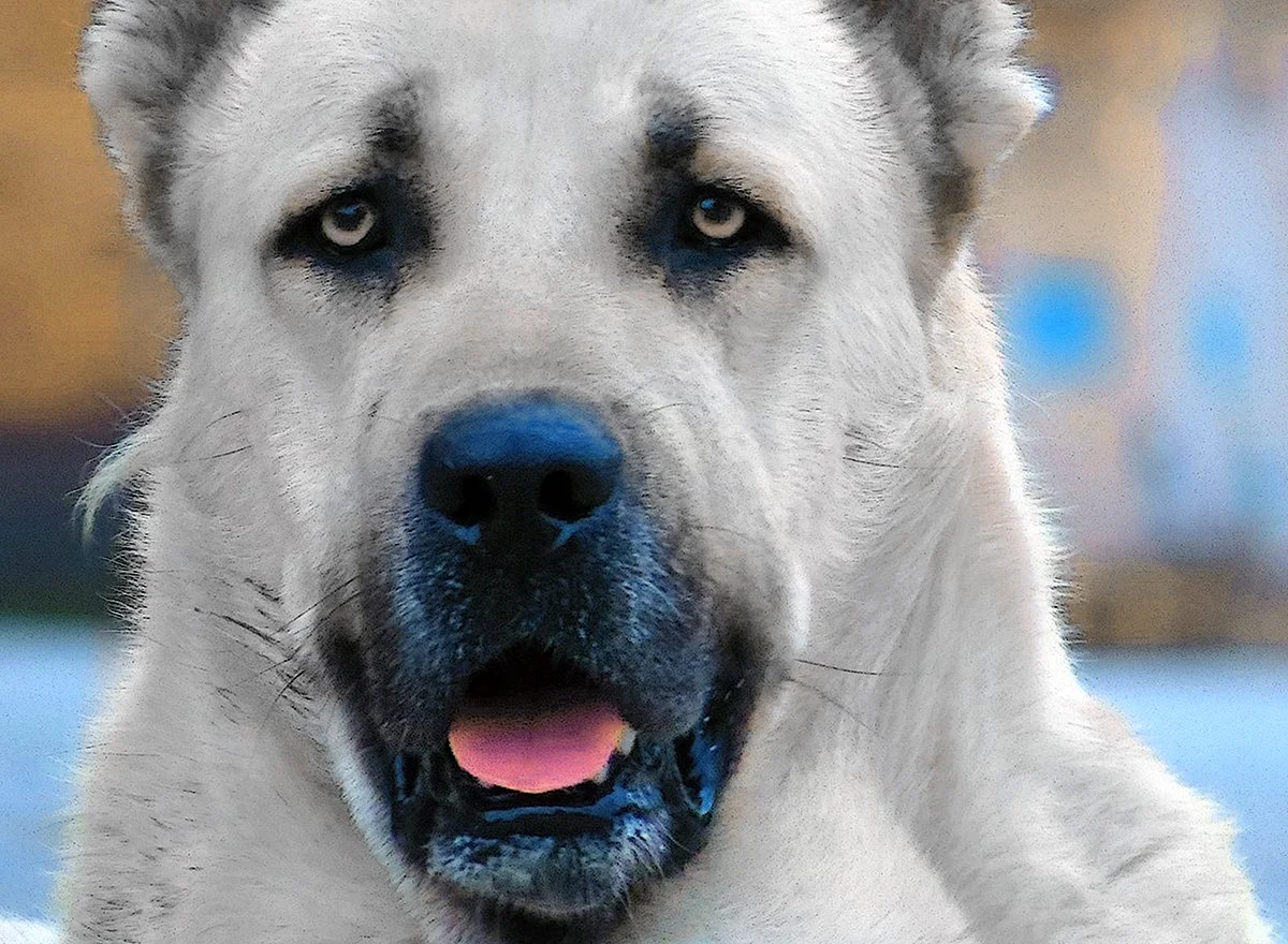 Армянский волкодав гампр – порода крупных и сильных собак