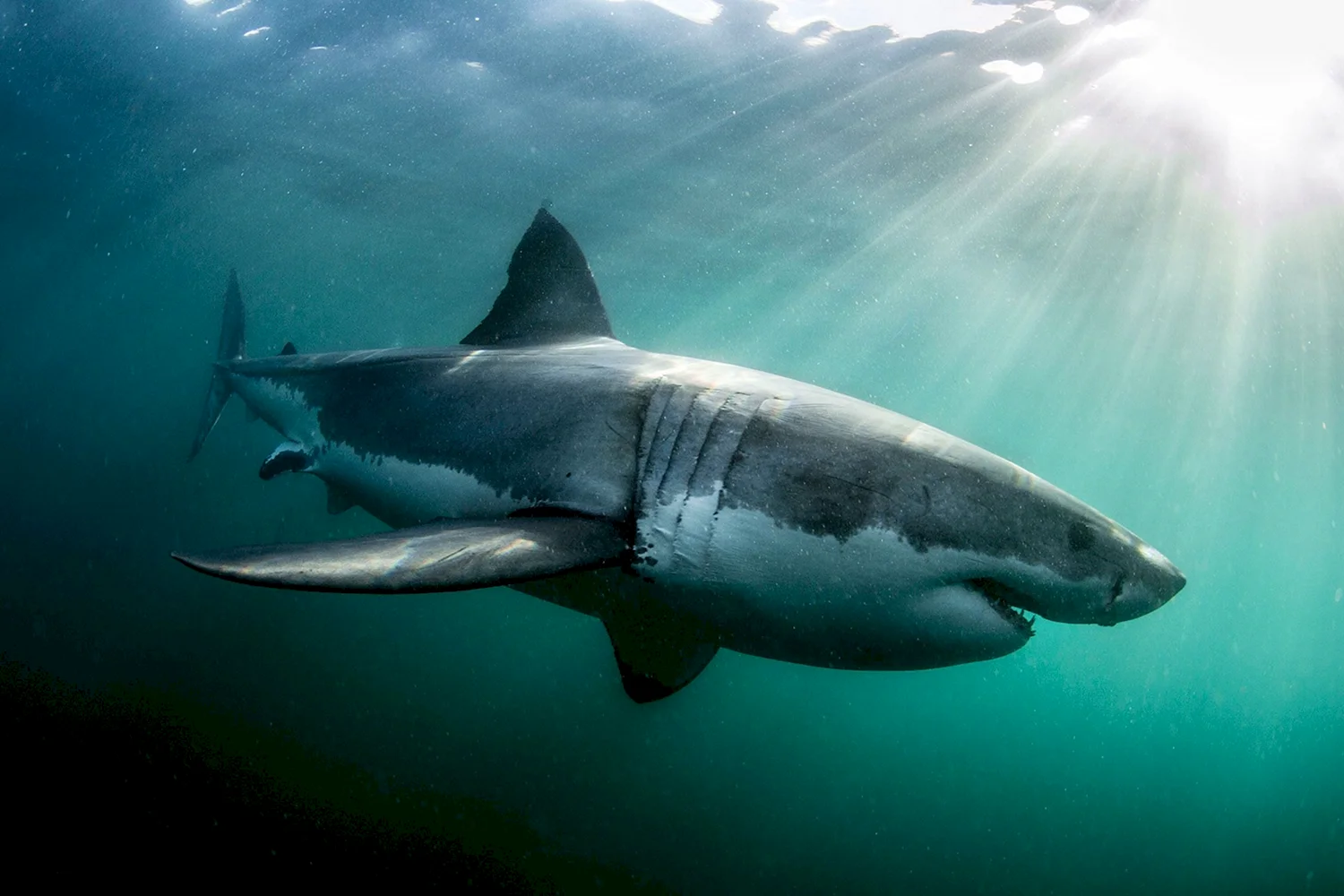 Гангская акула фото
