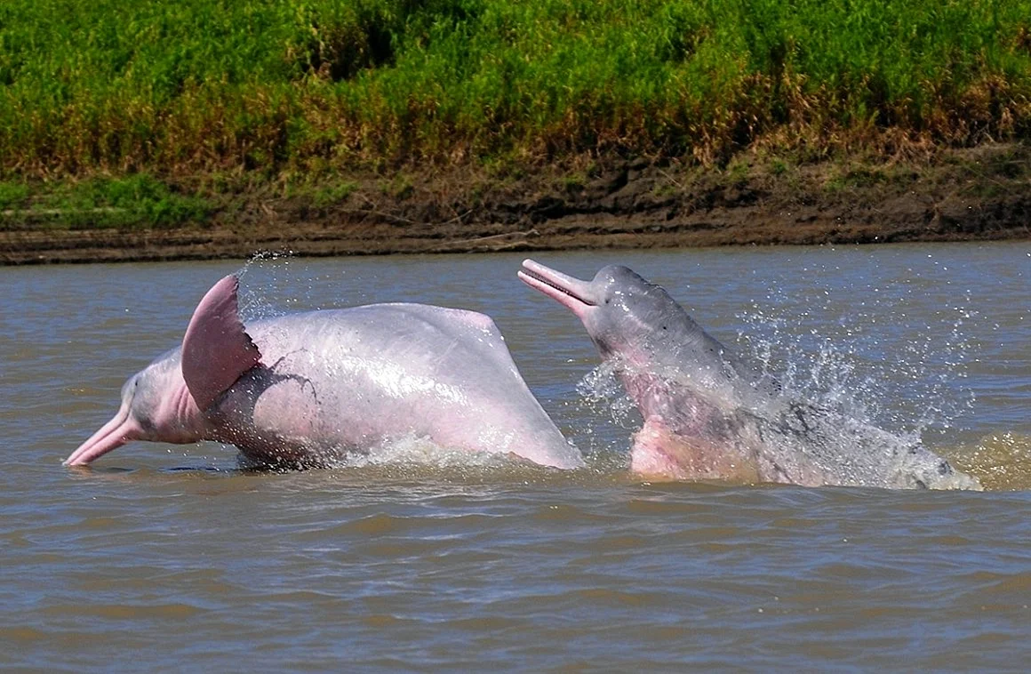 Гангский Речной Дельфин