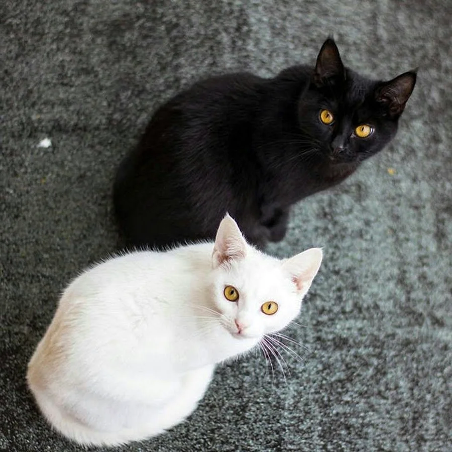 Гавана порода кошек белая